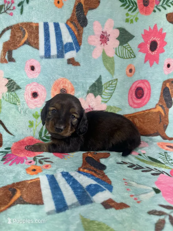 LucyB2 – Miniature Dachshund puppy on hold in Burlington, CO