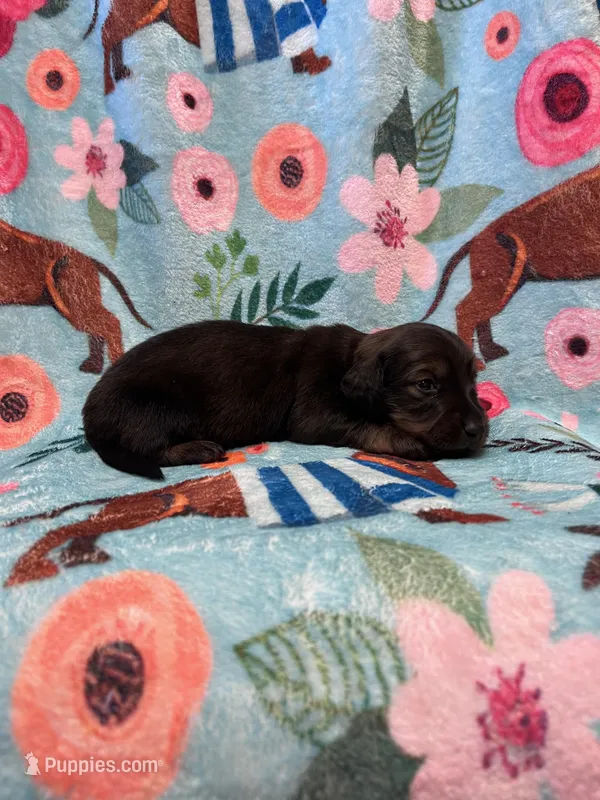 LucyB2 – Miniature Dachshund puppy for sale in Burlington, CO