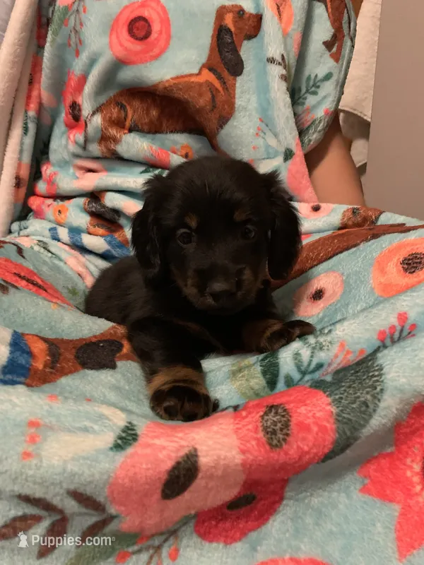 LucyB1 – Miniature Dachshund puppy for sale in Burlington, CO