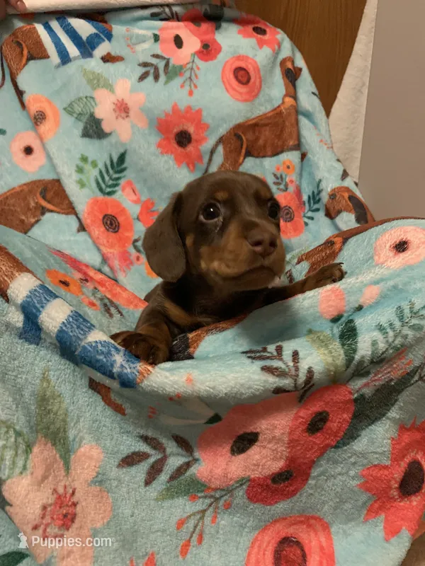 CinB1 – Miniature Dachshund puppy on hold in Burlington, CO