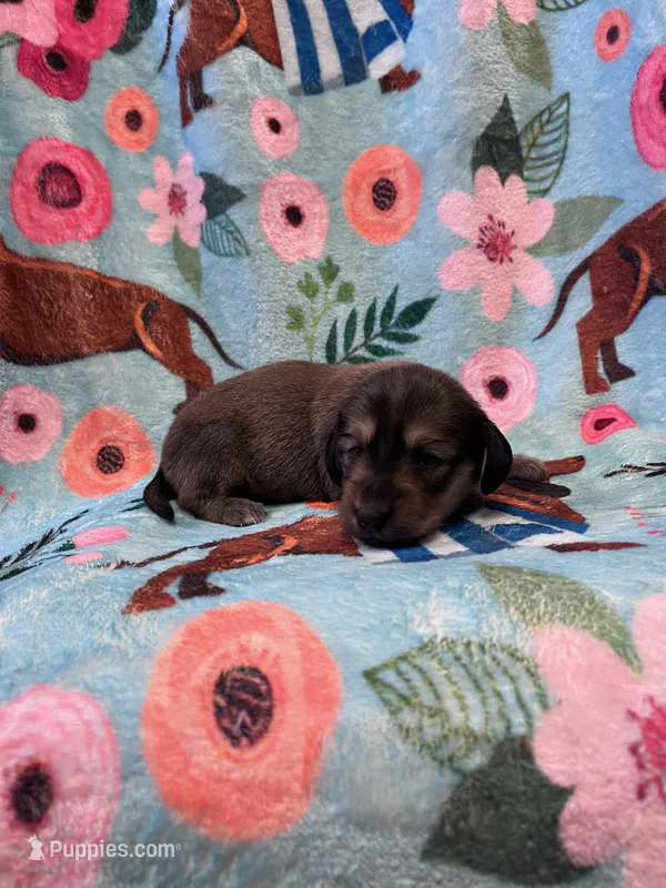 LucyG2 – Miniature Dachshund puppy for sale in Burlington, CO