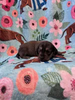 LucyG2, a female Miniature Dachshund for sale in Burlington, CO – Photo 1 of 2