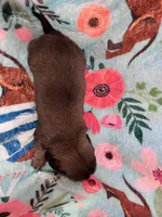 LucyG2, a female Miniature Dachshund for sale in Burlington, CO – Photo 2 of 2