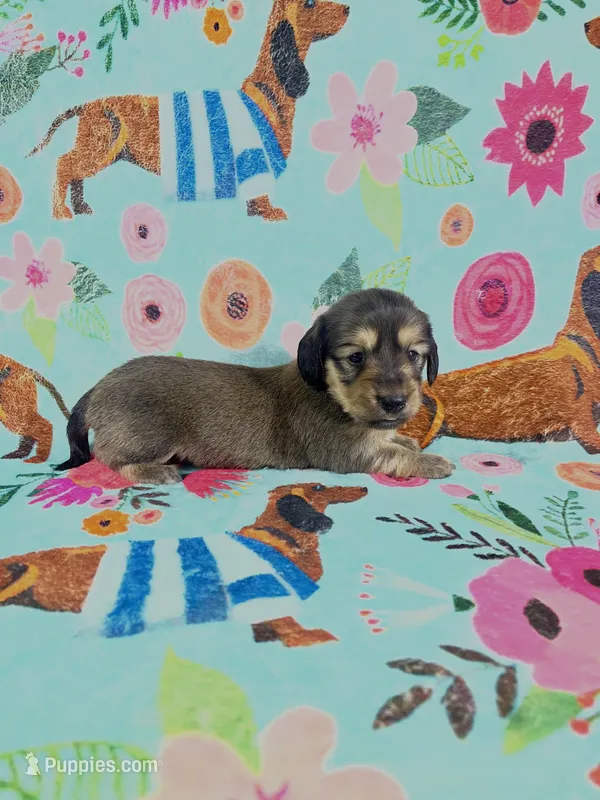 LucyG2 – Miniature Dachshund puppy for sale in Burlington, CO