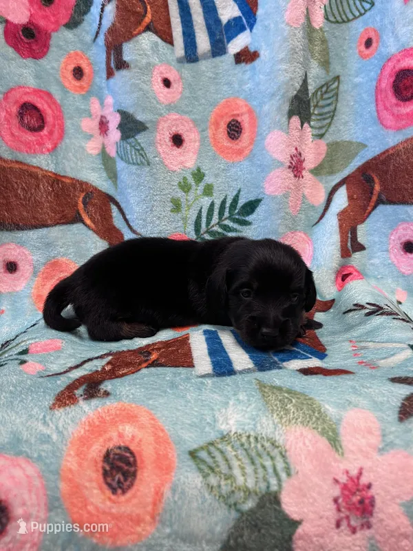 LucyB1 – Miniature Dachshund puppy for sale in Burlington, CO