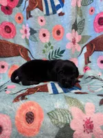 LucyB1, a male Miniature Dachshund for sale in Burlington, CO – Photo 1 of 2