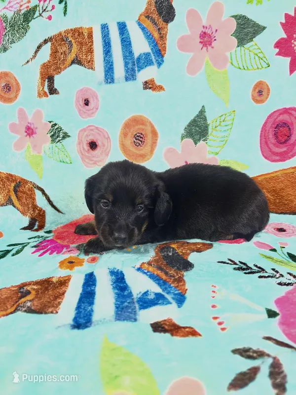 LucyB1 – Miniature Dachshund puppy for sale in Burlington, CO