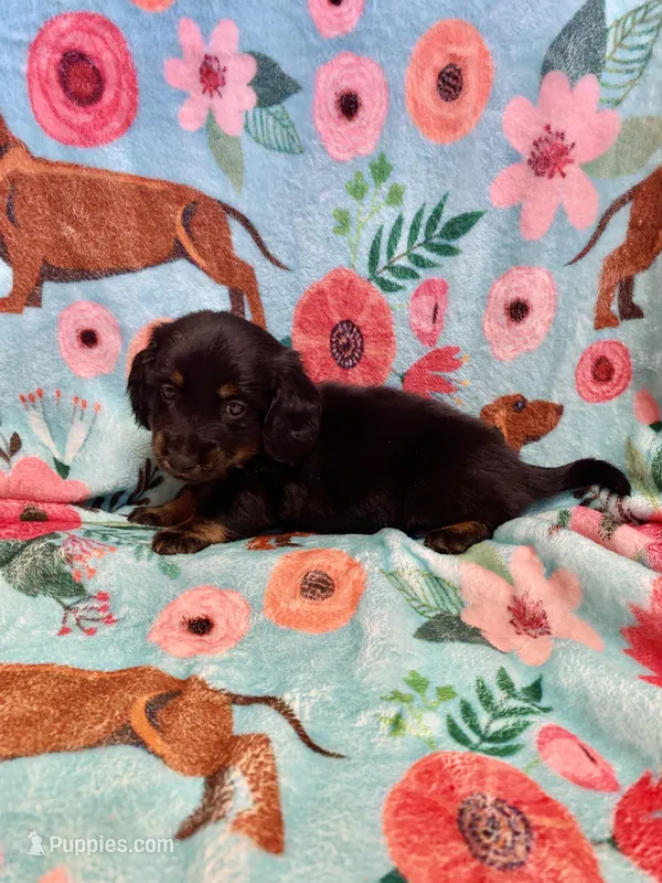 LucyB1 – Miniature Dachshund puppy for sale in Burlington, CO