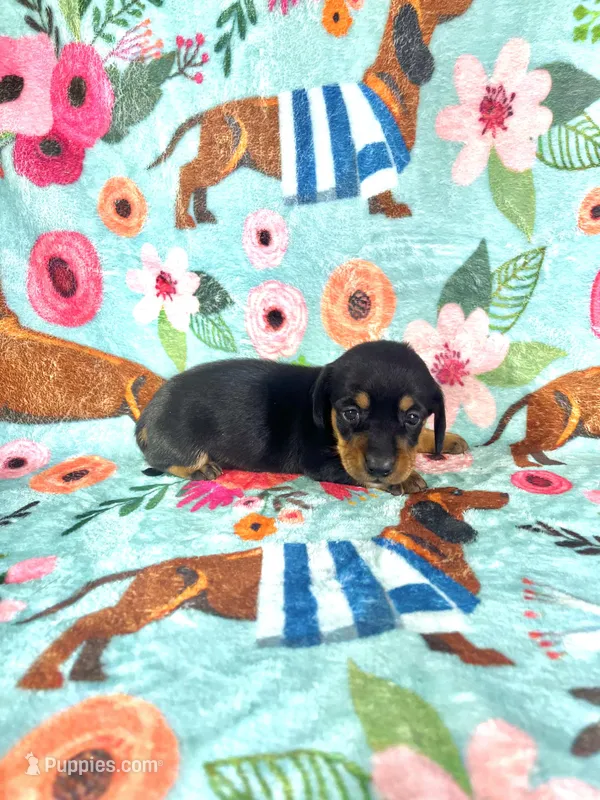 LucyG1 – Miniature Dachshund puppy for sale in Burlington, CO