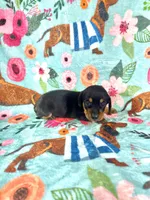 LucyG1, a female Miniature Dachshund for sale in Burlington, CO – 1 of 4