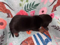 LucyG1, a female Miniature Dachshund for sale in Burlington, CO – Photo 2 of 2