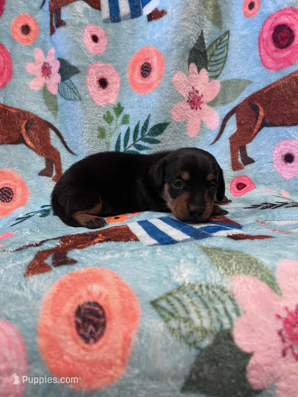 LucyG1 – Miniature Dachshund puppy for sale in Burlington, CO