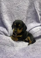 LucyG1, a female Miniature Dachshund for sale in Burlington, CO – 2 of 4