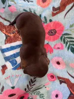 CinB1, a male Miniature Dachshund for sale in Burlington, CO – Photo 2 of 2