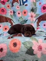 CinB1, a male Miniature Dachshund for sale in Burlington, CO – Photo 1 of 2