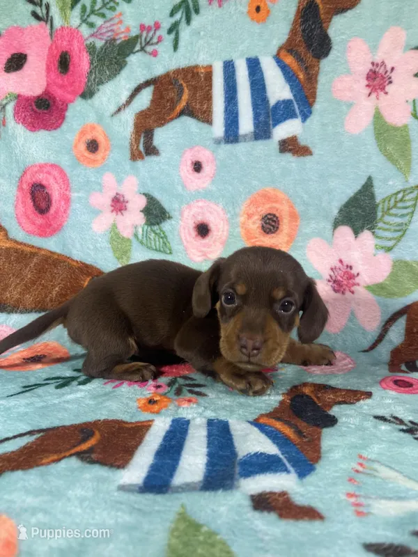CinB1 – Miniature Dachshund puppy for sale in Burlington, CO