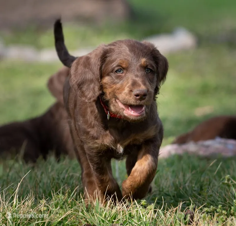 Rosemary – Labradoodle puppy for sale in Kansas City, MO