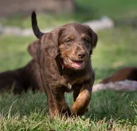 Rosemary, a female Labradoodle for sale in Deepwater, MO – Photo 1 of 9