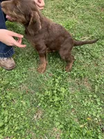 Rosemary, a female Labradoodle for sale in Deepwater, MO – Photo 4 of 9