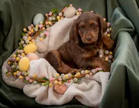 Rosemary, a female Labradoodle for sale in Deepwater, MO – Photo 7 of 9