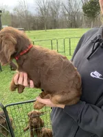 Rosemary, a female Labradoodle for sale in Deepwater, MO – Photo 5 of 9
