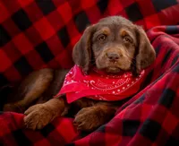 Rosemary, a female Labradoodle for sale in Deepwater, MO – Photo 2 of 9
