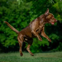 basil, a male Labradoodle for sale in Deepwater, MO – Photo 9 of 9