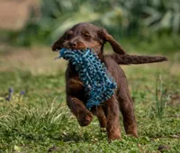 basil, a male Labradoodle for sale in Deepwater, MO – Photo 6 of 9