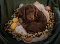 basil, a male Labradoodle for sale in Deepwater, MO – Photo 3 of 9