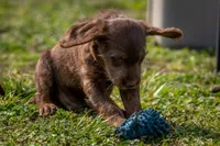 basil, a male Labradoodle for sale in Deepwater, MO – Photo 7 of 9