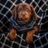 basil, a male Labradoodle for sale in Deepwater, MO – Photo 4 of 9