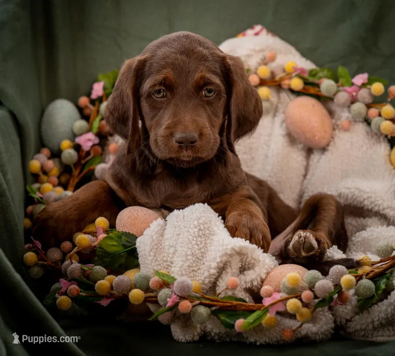 Sage (green) – Labradoodle puppy for sale in Deepwater, MO