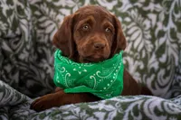 Sage (green), a female Labradoodle for sale in Deepwater, MO – Photo 5 of 10