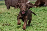 Sage (green), a female Labradoodle for sale in Deepwater, MO – Photo 4 of 10
