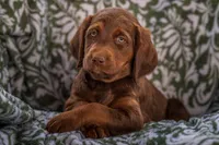Sage (green), a female Labradoodle for sale in Deepwater, MO – Photo 6 of 10