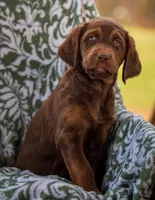 Sage (green), a female Labradoodle for sale in Deepwater, MO – Photo 3 of 10