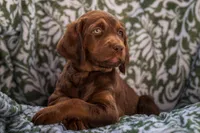 Sage (green), a female Labradoodle for sale in Deepwater, MO – Photo 7 of 10