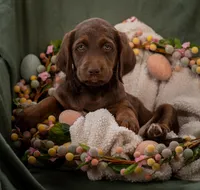 Sage (green), a female Labradoodle for sale in Deepwater, MO – Photo 2 of 10