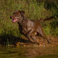 Sage (green), a female Labradoodle for sale in Deepwater, MO – Photo 9 of 10