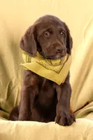 Poppy (yellow), a male Labradoodle for sale in Deepwater, MO – Photo 7 of 10