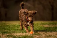 Poppy (yellow), a male Labradoodle for sale in Deepwater, MO – Photo 8 of 10