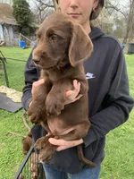 Poppy (yellow), a male Labradoodle for sale in Deepwater, MO – Photo 2 of 10