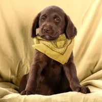 Poppy (yellow), a male Labradoodle for sale in Deepwater, MO – Photo 6 of 10