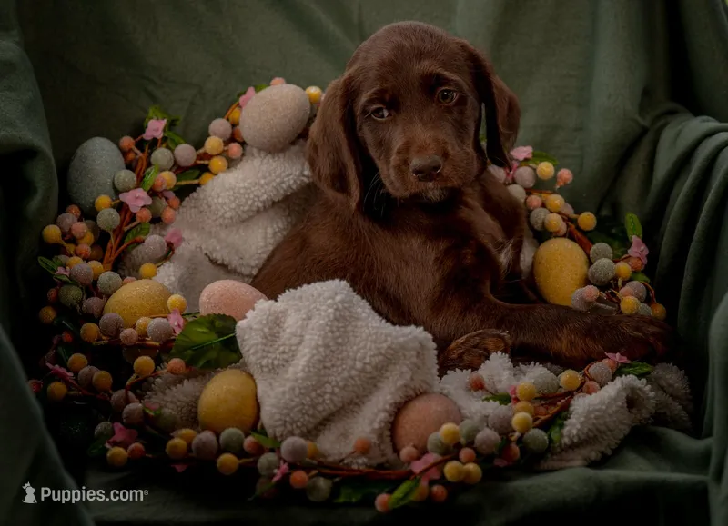 Poppy (yellow) – Labradoodle puppy for sale in Deepwater, MO