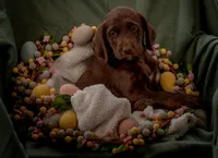 Poppy (yellow), a male Labradoodle for sale in Deepwater, MO – Photo 1 of 10