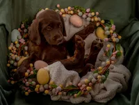 Poppy (yellow), a male Labradoodle for sale in Deepwater, MO – Photo 5 of 10