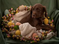 Poppy (yellow), a male Labradoodle for sale in Deepwater, MO – Photo 4 of 10