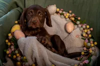 clover (lime), a female Labradoodle for sale in Deepwater, MO – Photo 8 of 10