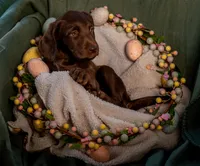 clover (lime), a female Labradoodle for sale in Deepwater, MO – Photo 5 of 10