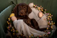 clover (lime), a female Labradoodle for sale in Deepwater, MO – Photo 9 of 10